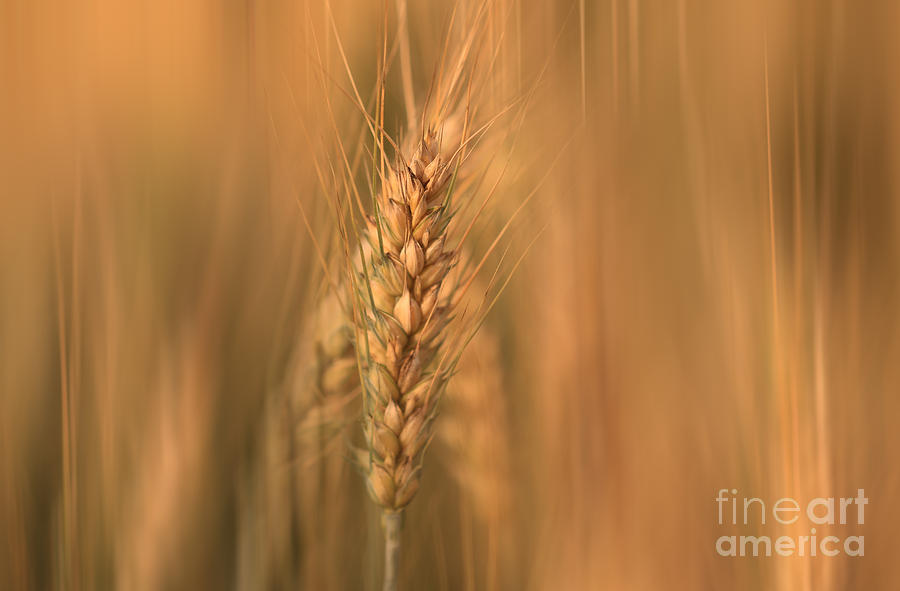 Sun Streaked Wheat Photograph by Rachel Cohen