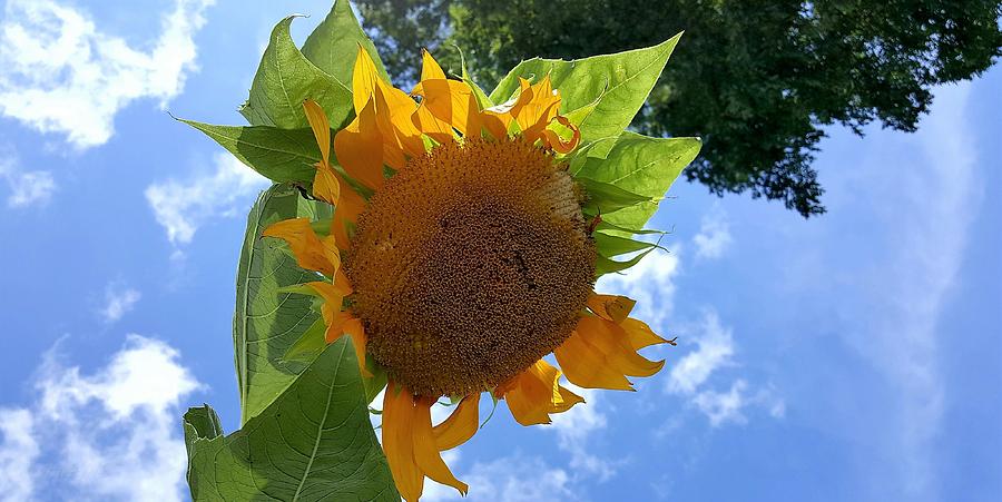 Sun Sun Flower 1 Photograph by Rob Hans