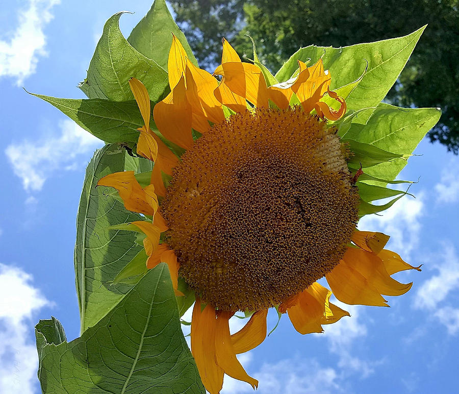 Sun Sun Flower Photograph by Rob Hans
