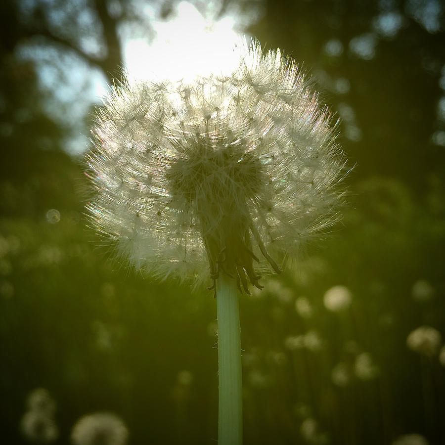 Sun through a Dandelion Photograph by Chris Bordeleau