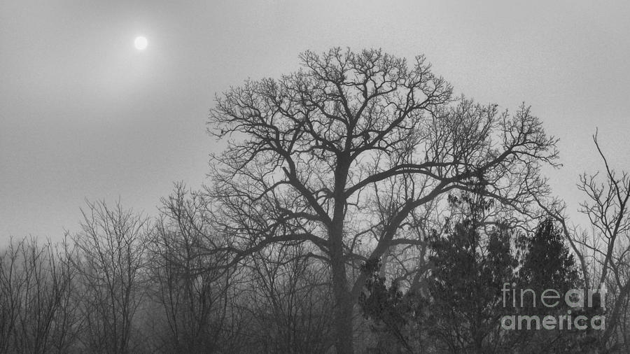Sun Through Fog Over Woods Photograph