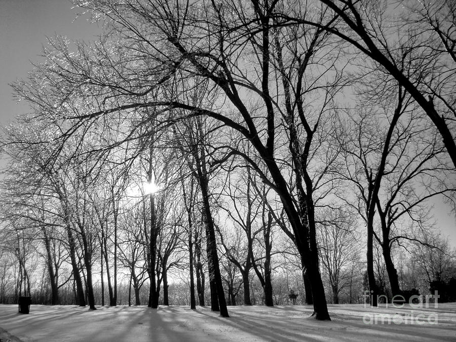 Sun Through Icy Trees Black And White Photograph
