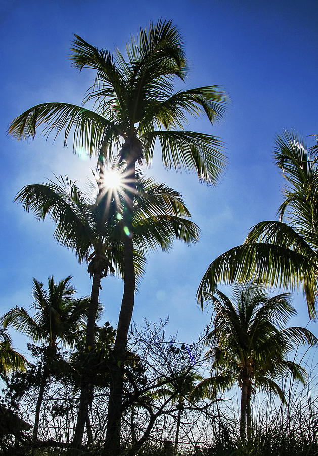 Sun Through Smathers Beach Palms Photograph by Bob Slitzan