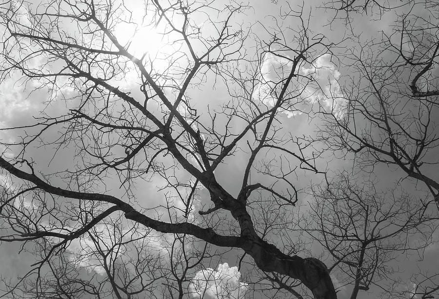 Sun Through the Branches Photograph by Robert Wilder Jr