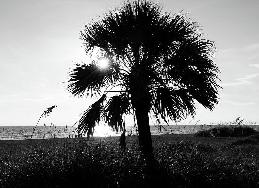 Sun Through the Palm Photograph by Robert Wilder Jr