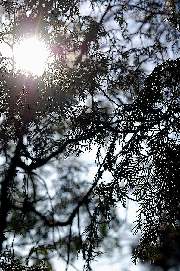Shrubs Photograph - Sun through the shrub by Ick