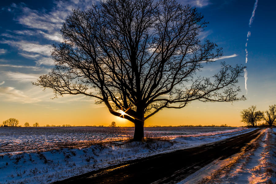 Sun through the tree Photograph by Joe Holley