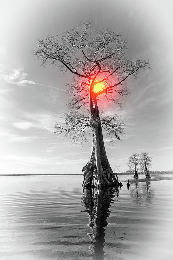 Sun Tree Photograph by Alan Raasch