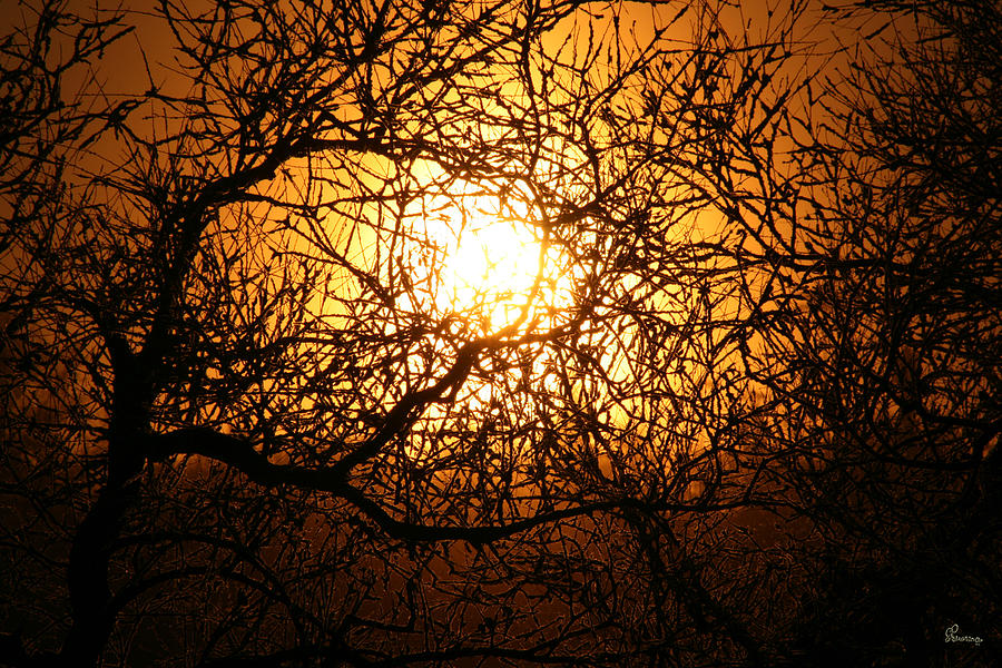 Sun Tree Photograph by Andrea Lawrence
