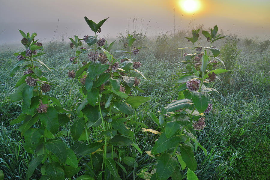 Sun Tries to Break Through Fog in Glacial Park Photograph by Ray Mathis