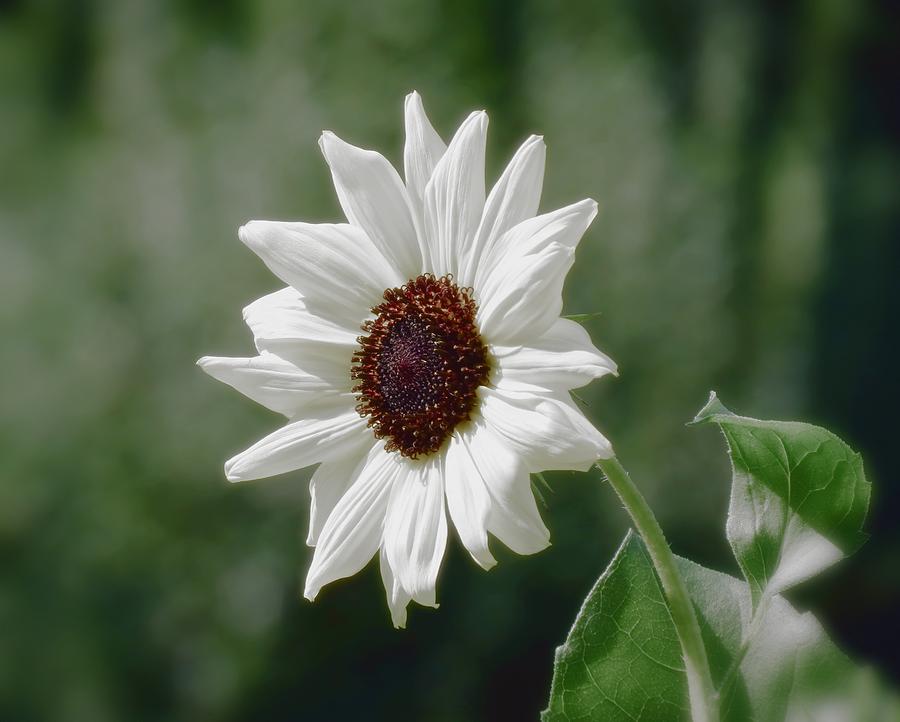 Sun White Flower - Sunflower Photograph by MTBobbins Photography