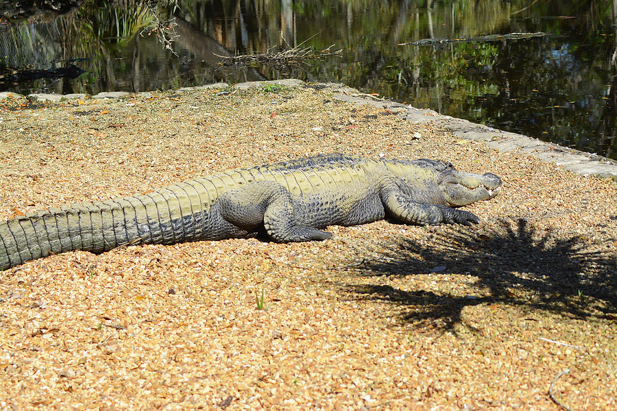 Sunbathing Alligator Photograph by Aimee L Maher ALM GALLERY