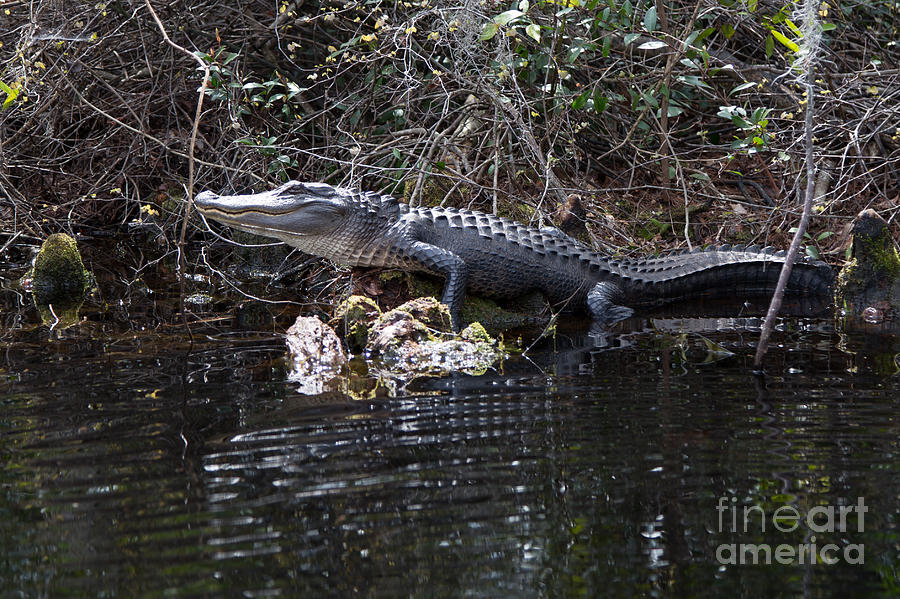 Sunbathing Alligator Photograph