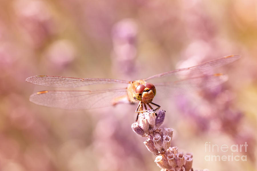 Sunbathing Between Lavender Photograph