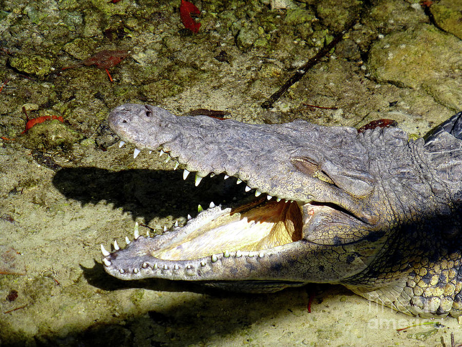 Sunbathing croc Photograph by Francesca Mackenney