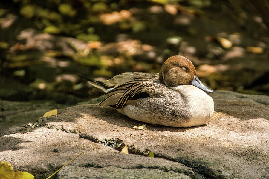 Sunbathing Duck Photograph by Pamela Williams