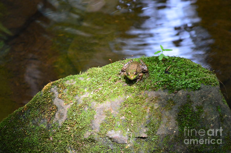 Frog Photograph - Sunbathing Frog by Michelle Welles