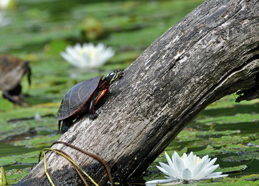 Turtle Sunbathing Photograph by Glenn Gordon
