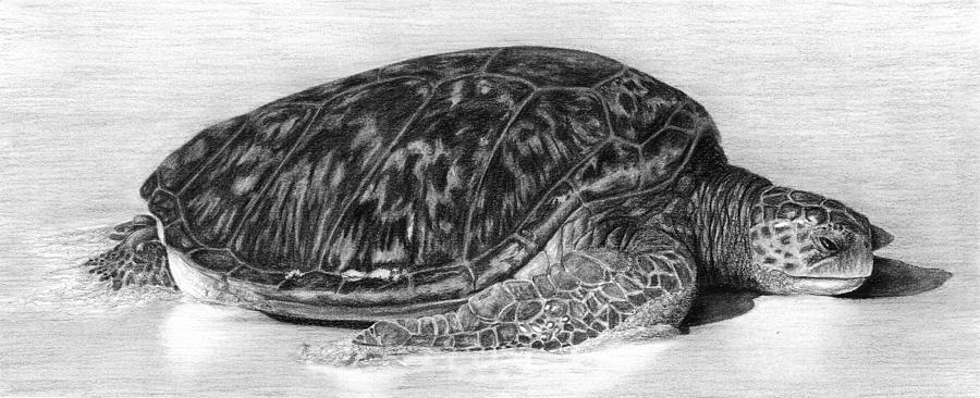 Turtle Drawing - Sunbathing by Heather Ward