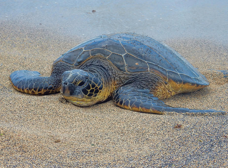 Sunbathing Honu Photograph by Pamela Walton - Fine Art America