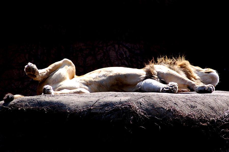Lion Photograph - Sunbathing by Jennifer Englehardt