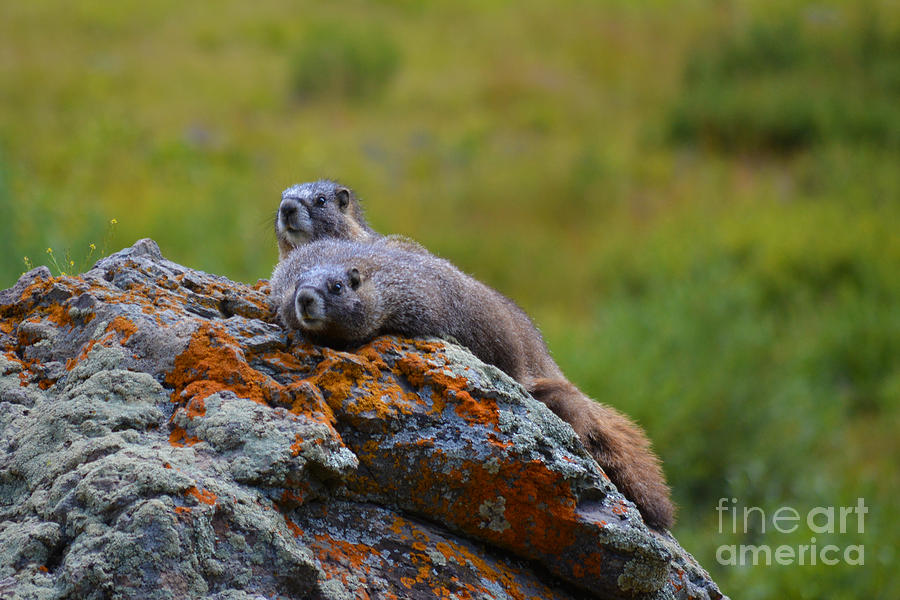 Sunbathing Marmots by Kate Avery Sunbathing Marmots by Kate Avery