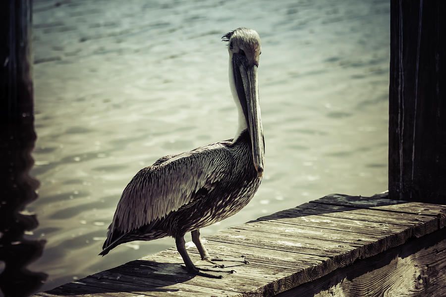 Sunbathing Pelican Photograph by Debra Forand