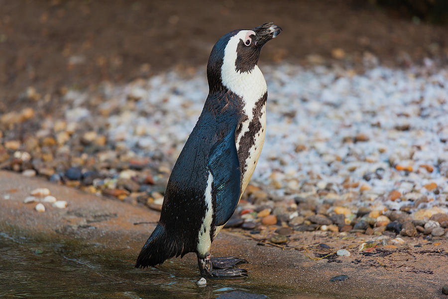 Sunbathing penguin Photograph by Tim Abeln