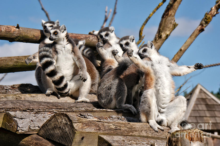 Black And White Photograph - Sunbathing Ring-Tailed Lemurs by MSVRVisual Rawshutterbug