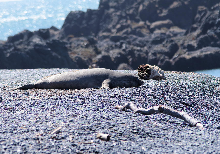 Animal Photograph - Sunbathing seal by Jeff Swan