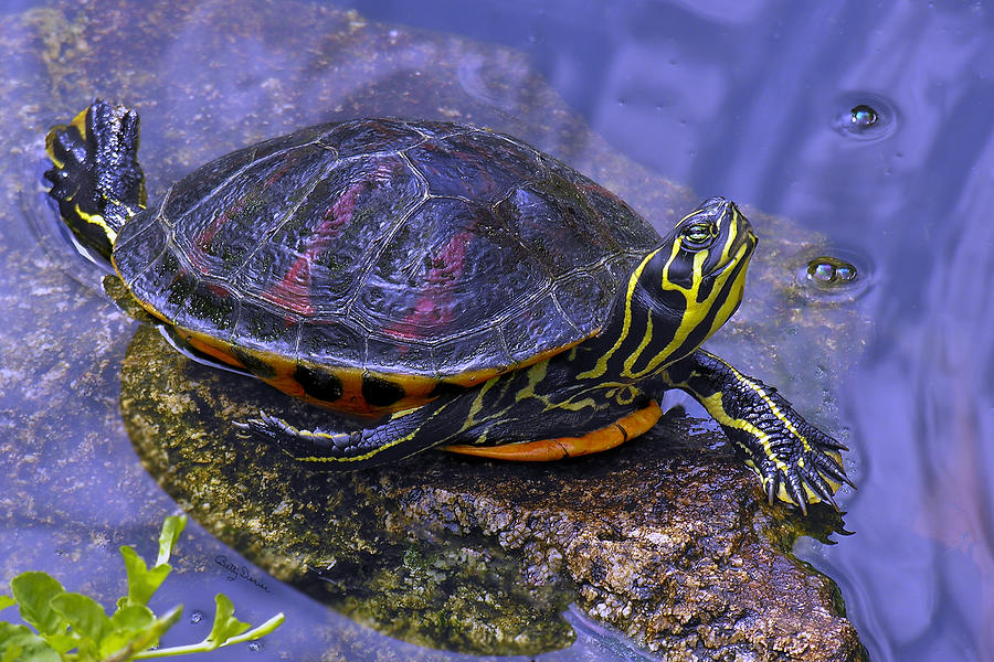Nature Photograph - Sunbathing Turtle by Betty Denise