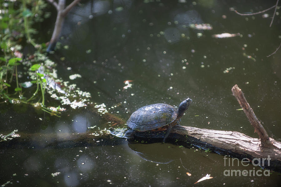 Sunbathing Turtle Photograph by Dale Powell