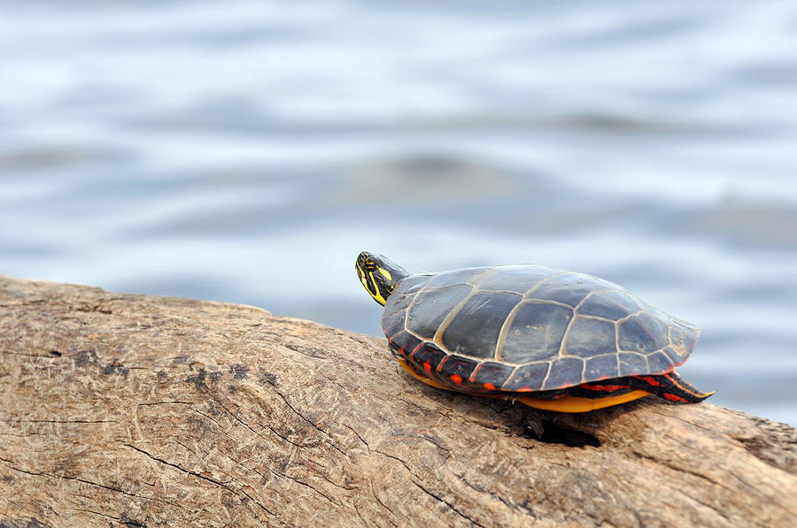Sunbathing Turtle Photograph by Glenn Gordon