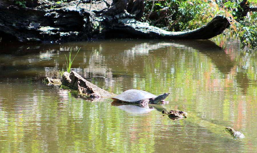 Sunbathing Turtle Photograph Photograph by Kimberly Walker
