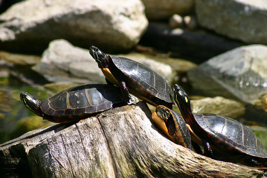 Sunbathing Turtles Photograph by David Bishop