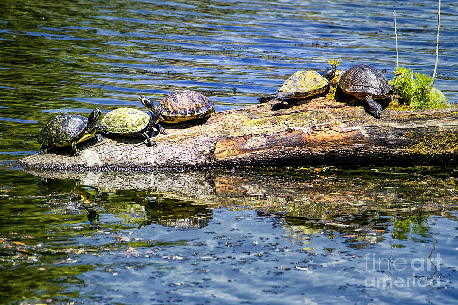 Sunbathing Turtles Digital Art by Georgianne Giese