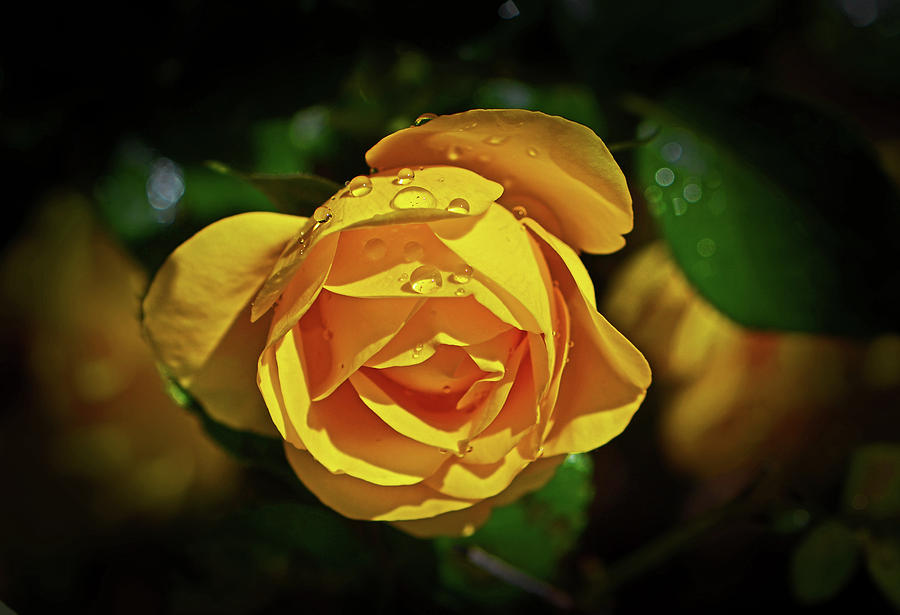 Sunbeam Floribunda Rose 002 Photograph by George Bostian