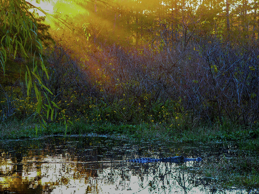 Sunbeam On A Alligator Photograph by Kimo Fernandez