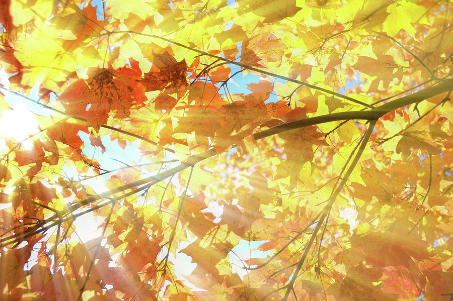 Sunbeams and Autumn Leaves Photograph by Angie Tirado