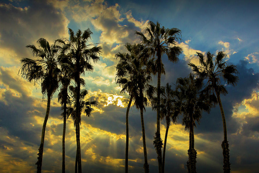 Sunbeams and Palm Trees by Cabrillo Beach Photograph by Randall Nyhof