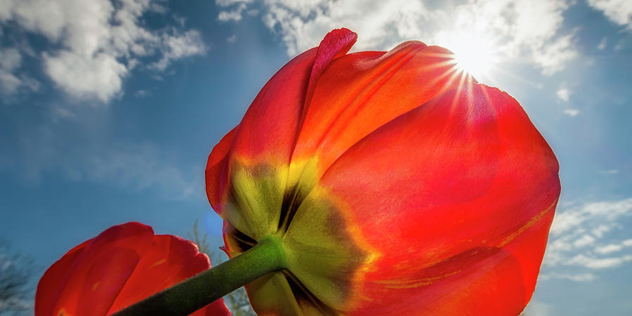 Sunbeams And Tulips Photograph