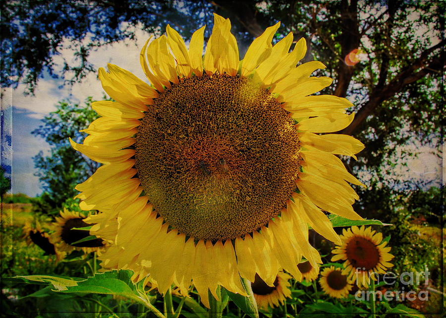 Sunbeams On A Sunflower Photograph by Janice Pariza