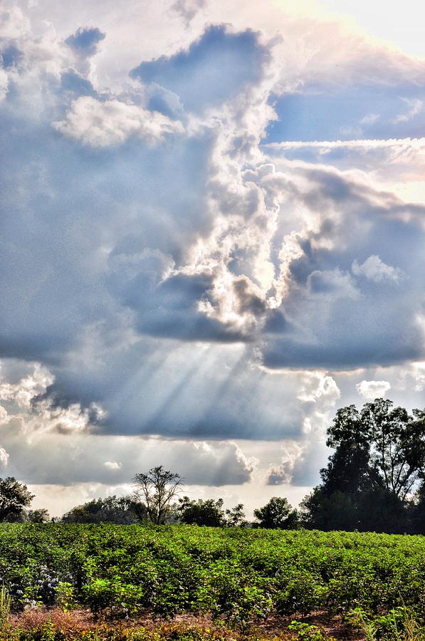 Sunbeams On The Cotton Patch Photograph by Jan Amiss Photography