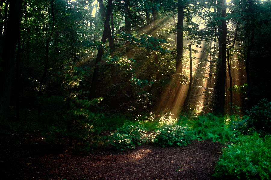 Sunbeams Radiating Through Trees Photograph by Sally Weigand | Fine Art ...
