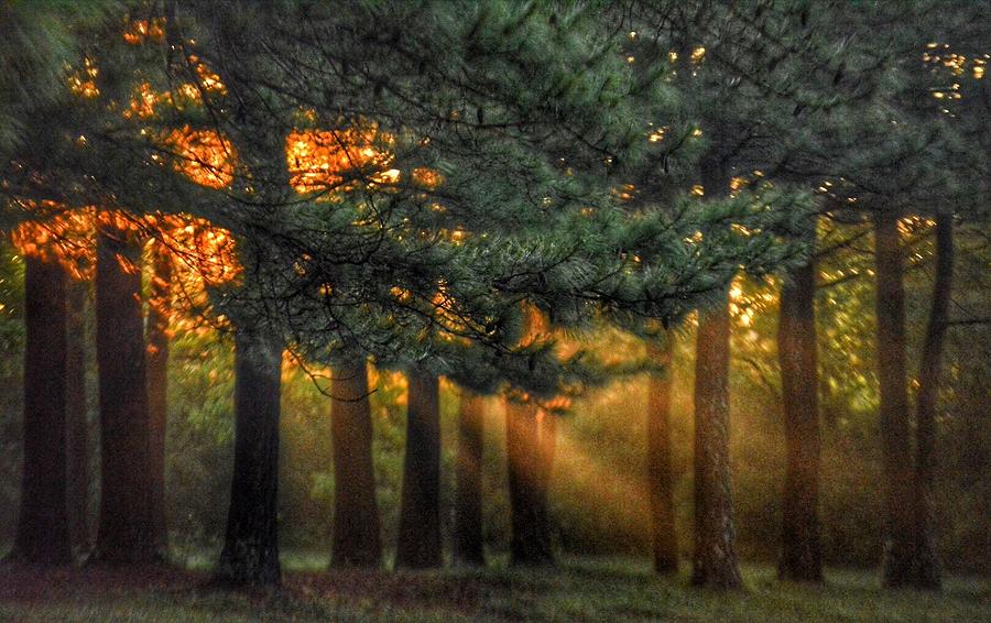 Sunbeams through the Trees Photograph by Sumoflam Photography