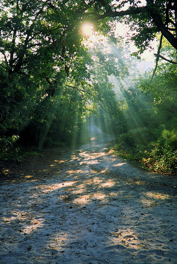 Sunbeams Through Trees Photograph by Sally Weigand