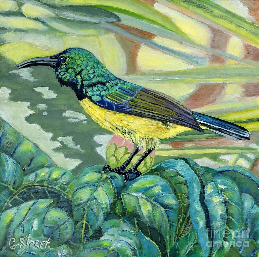 Sunbird on Camellia Painting by Caroline Street