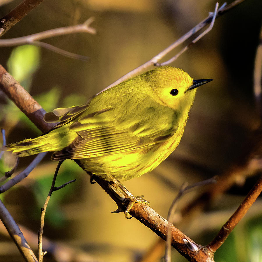 Sunbird Photograph by Phillip Beyser - Fine Art America