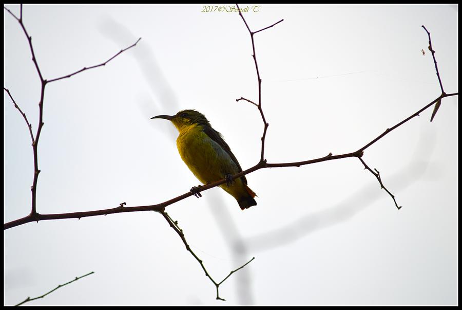 Sunbird Photograph by Sonali Gangane