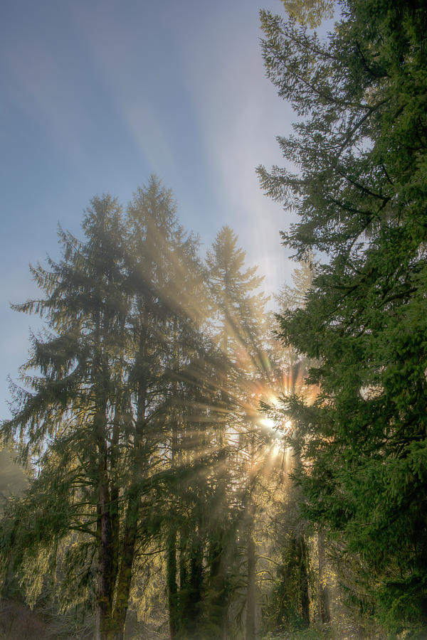 Tree Photograph - SunBurst 0720 by Kristina Rinell